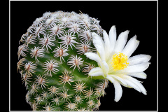 Mammillaria hernandezii fa. albiflora2