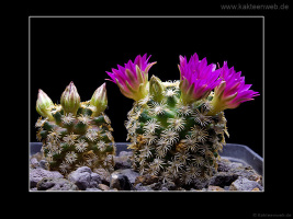 Mammillaria hernandezii
