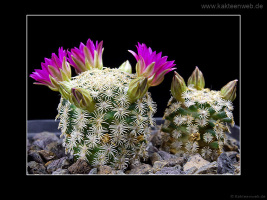 Mammillaria hernandezii