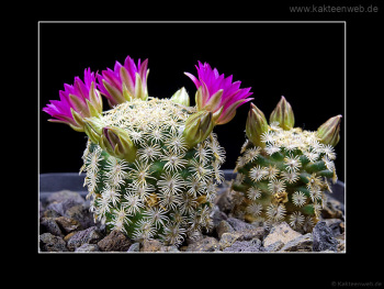 Mammillaria hernandezii