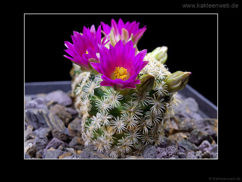 Mammillaria hernandezii