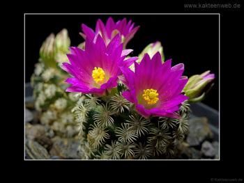 Mammillaria hernandezii