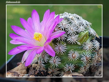 Mammillaria hernandezii