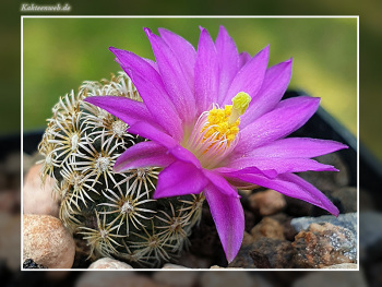 Mammillaria hernandezii
