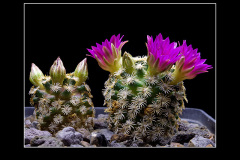 Mammillaria hernandezii