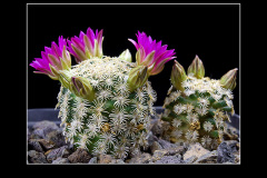 Mammillaria hernandezii
