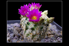Mammillaria hernandezii