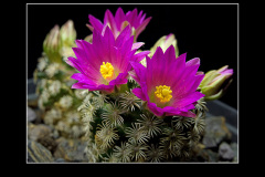 Mammillaria hernandezii