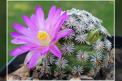Mammillaria hernandezii