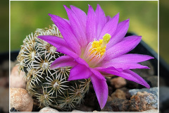 Mammillaria hernandezii