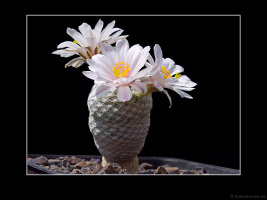 Mammillaria herrerae var. albiflora
