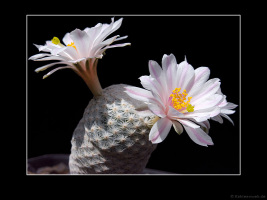 Mammillaria herrerae var. albiflora