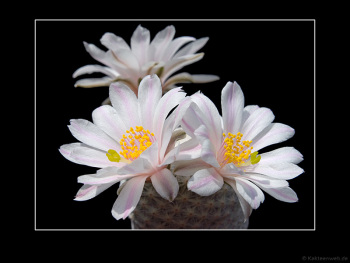 Mammillaria herrerae var. albiflora