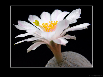 Mammillaria herrerae var. albiflora