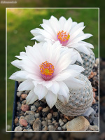 Mammillaria herrerae var. albiflora