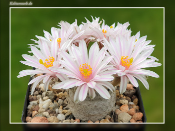 Mammillaria herrerae var. albiflora