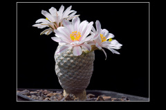Mammillaria herrerae var. albiflora