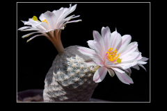 Mammillaria herrerae var. albiflora