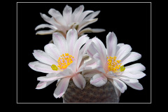 Mammillaria herrerae var. albiflora