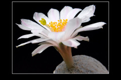 Mammillaria herrerae var. albiflora