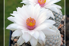 Mammillaria herrerae var. albiflora