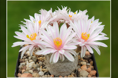 Mammillaria herrerae var. albiflora