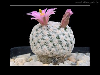 Mammillaria herrerae