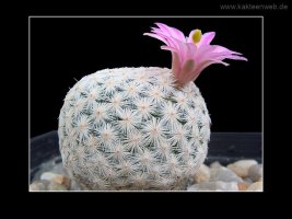 Mammillaria herrerae