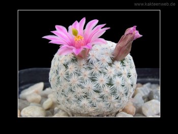Mammillaria herrerae