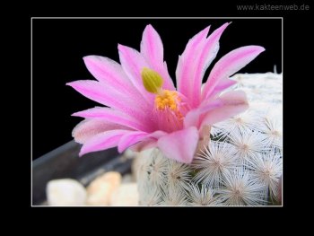 Mammillaria herrerae