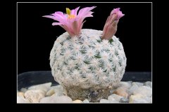 Mammillaria herrerae