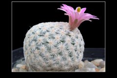 Mammillaria herrerae