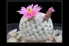 Mammillaria herrerae