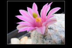 Mammillaria herrerae