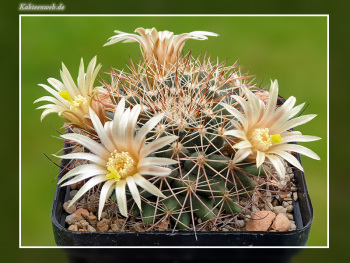 Mammillaria heyderi var. macdougalii