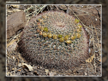 Mammillaria heyderi var. macdougalii