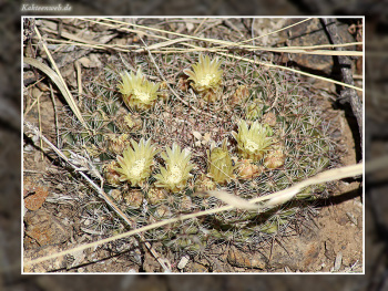 Mammillaria heyderi var. macdougalii