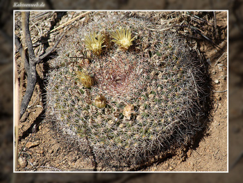 Mammillaria heyderi var. macdougalii
