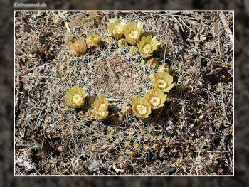 Mammillaria heyderi var. macdougalii