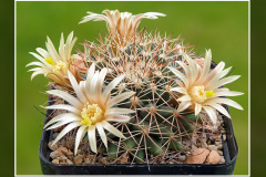Mammillaria heyderi var. macdougalii