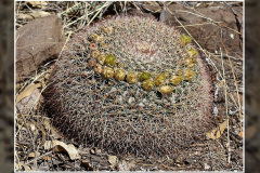 Mammillaria heyderi var. macdougalii
