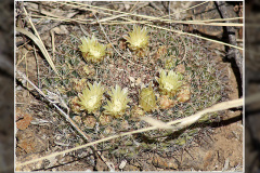 Mammillaria heyderi var. macdougalii