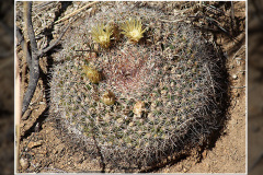 Mammillaria heyderi var. macdougalii
