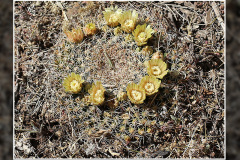 Mammillaria heyderi var. macdougalii