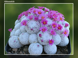 Mammillaria humboldtii