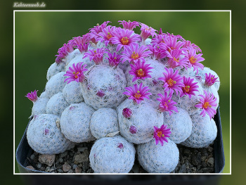 Mammillaria humboldtii