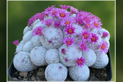 Mammillaria humboldtii