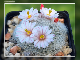 Mammillaria lenta