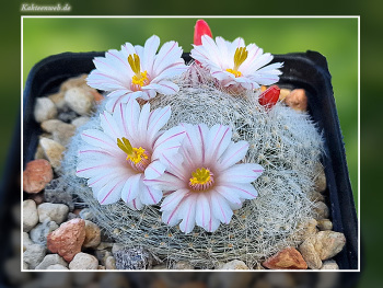 Mammillaria lenta Mammillaria lenta