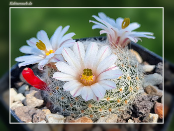 mammillaria_lenta02 mammillaria_lenta02